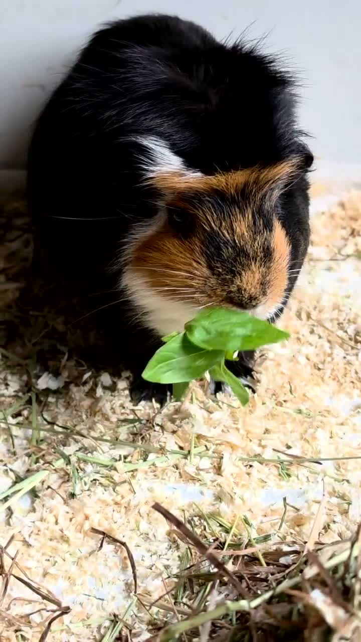 Guinea Pig rodents for sale: Beautiful Male Guinea Pig for sale in Hayle - Video 1