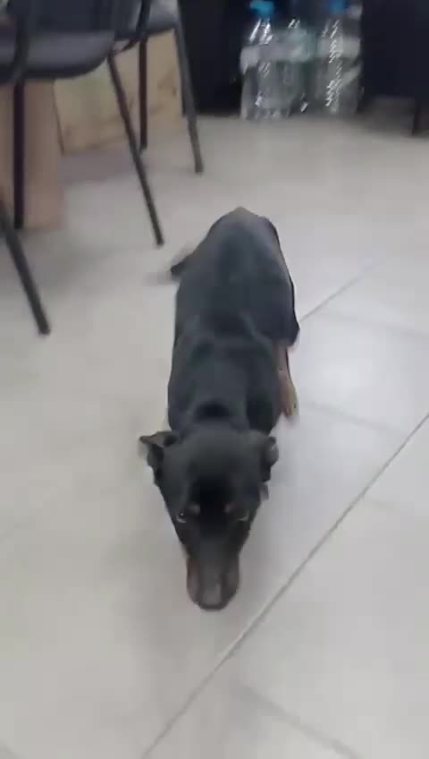 Mixed Breed dogs for adoption: Popcorn, 2-3 yrs old. Available for adoption. - Video 3