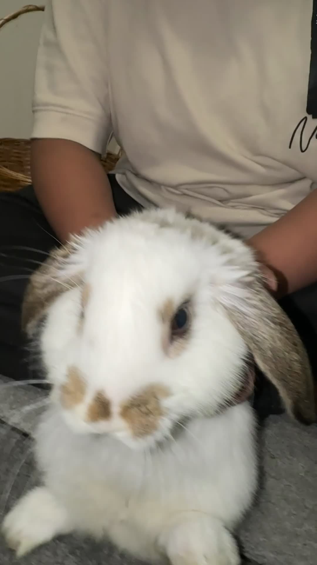 Dutch rabbits for sale: Dutch bunny - Video 2