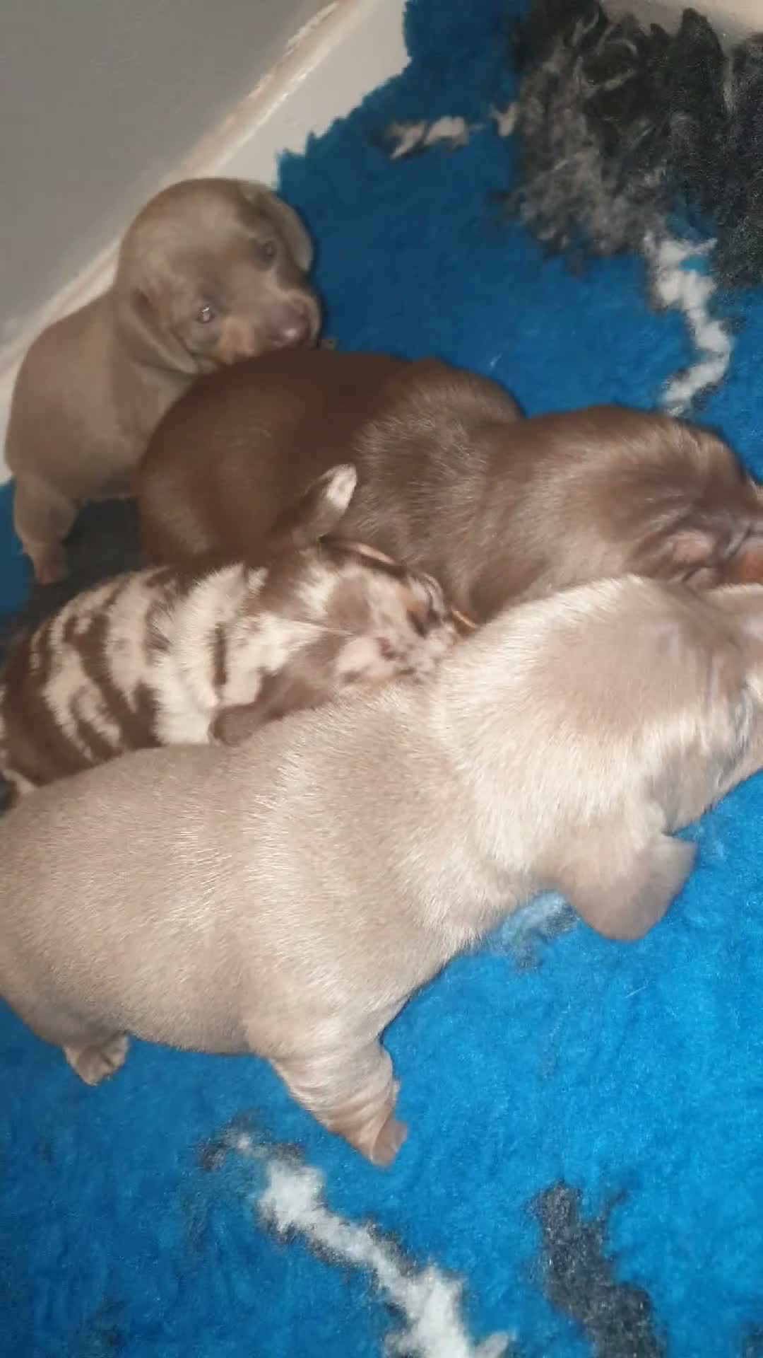 Miniature Dachshund dogs for sale: miniature dachshund - Video 2