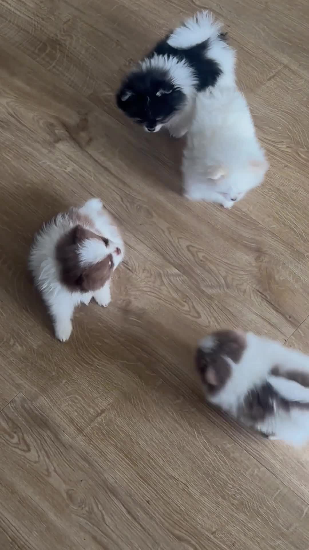 Pomeranian dogs for sale: Rare Colour Pomeranians | Blue & Green Eyes - Video 2