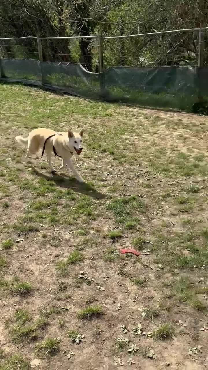 Canaan Dog dogs for sale: Handsome 6 year old canaan boy for sale  - Video 2