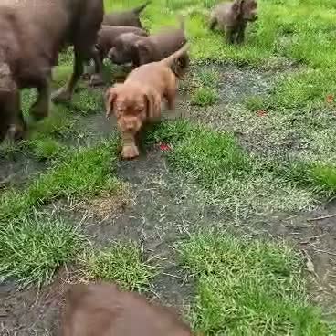 Cocker Spaniel dogs for sale: 8 october ready for their homes KC Reg 3 boys avai - Video 2