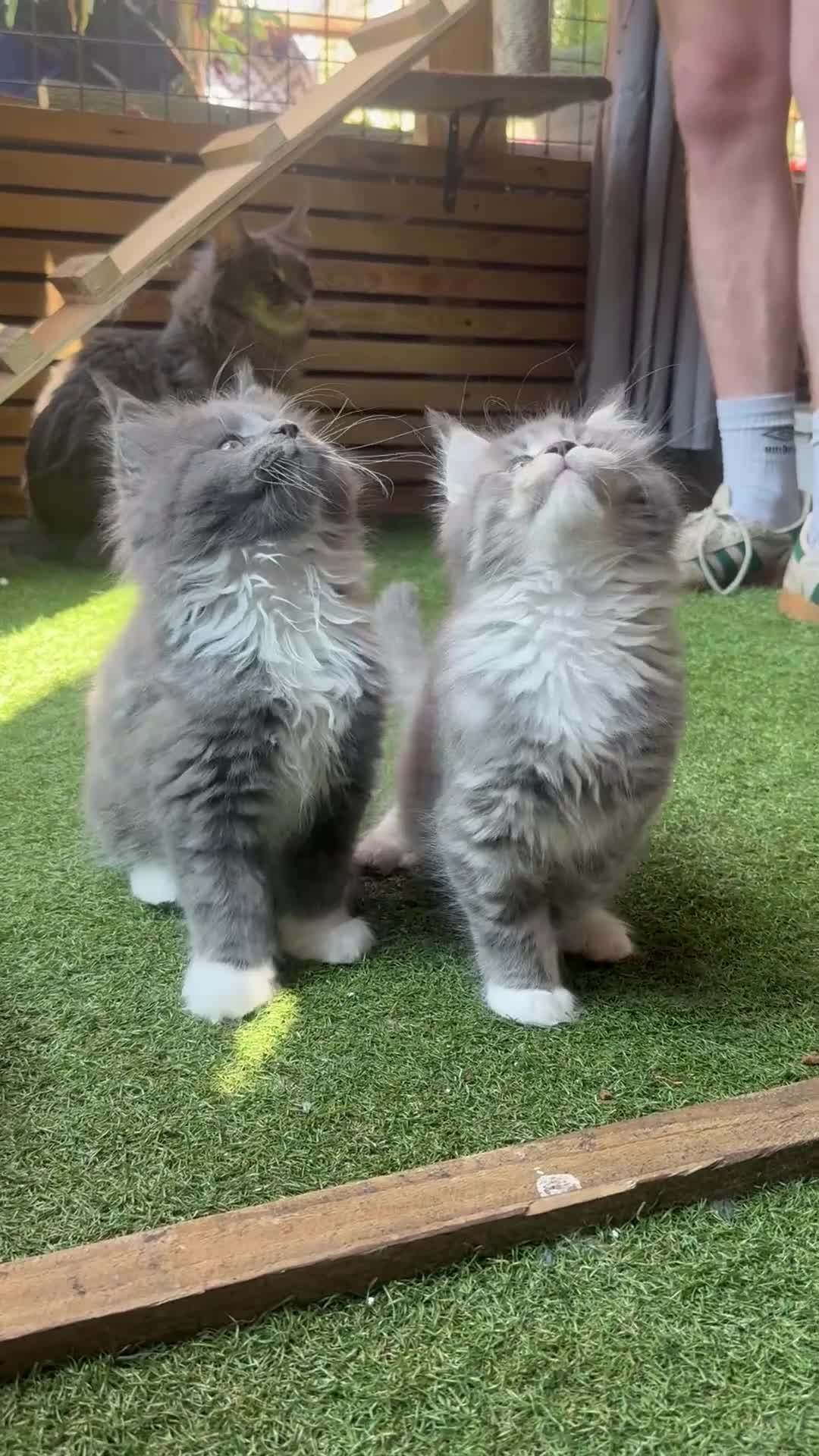Maine Coon cats for sale: Maine Coon Kitten - Video 1