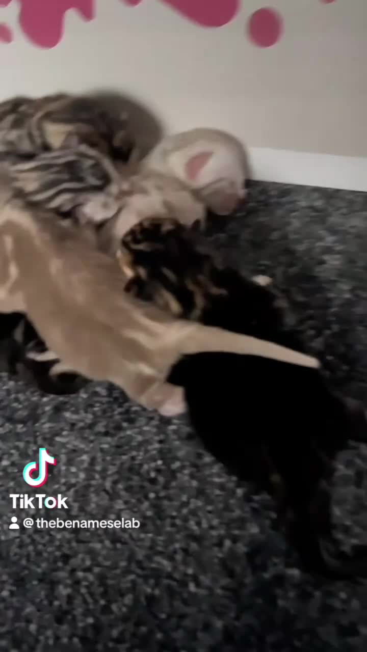 Bengal cats for sale: 🧬LIMITED BENGAL KITTENS🧬 2 females left - Video 1