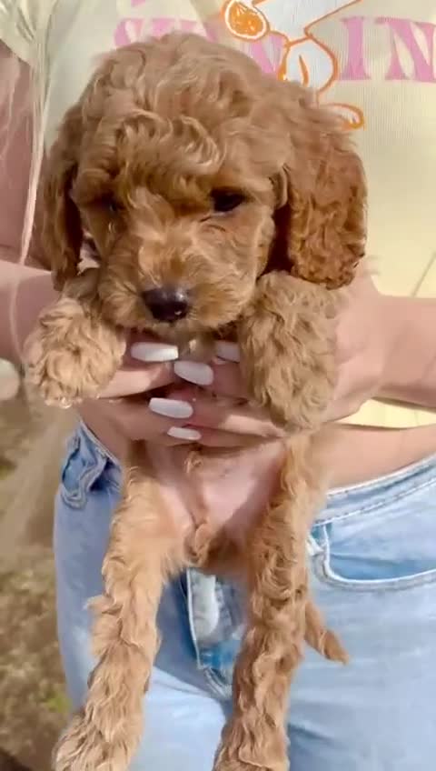 Cavapoo dogs for sale: The Cutest F1B Cavapoo Puppies For Sale! - Video 3