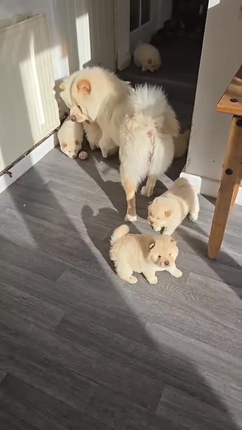 Chow Chow dogs for sale: 🐾 Chow Chow Puppies for Sale! 🐾 - Video 1