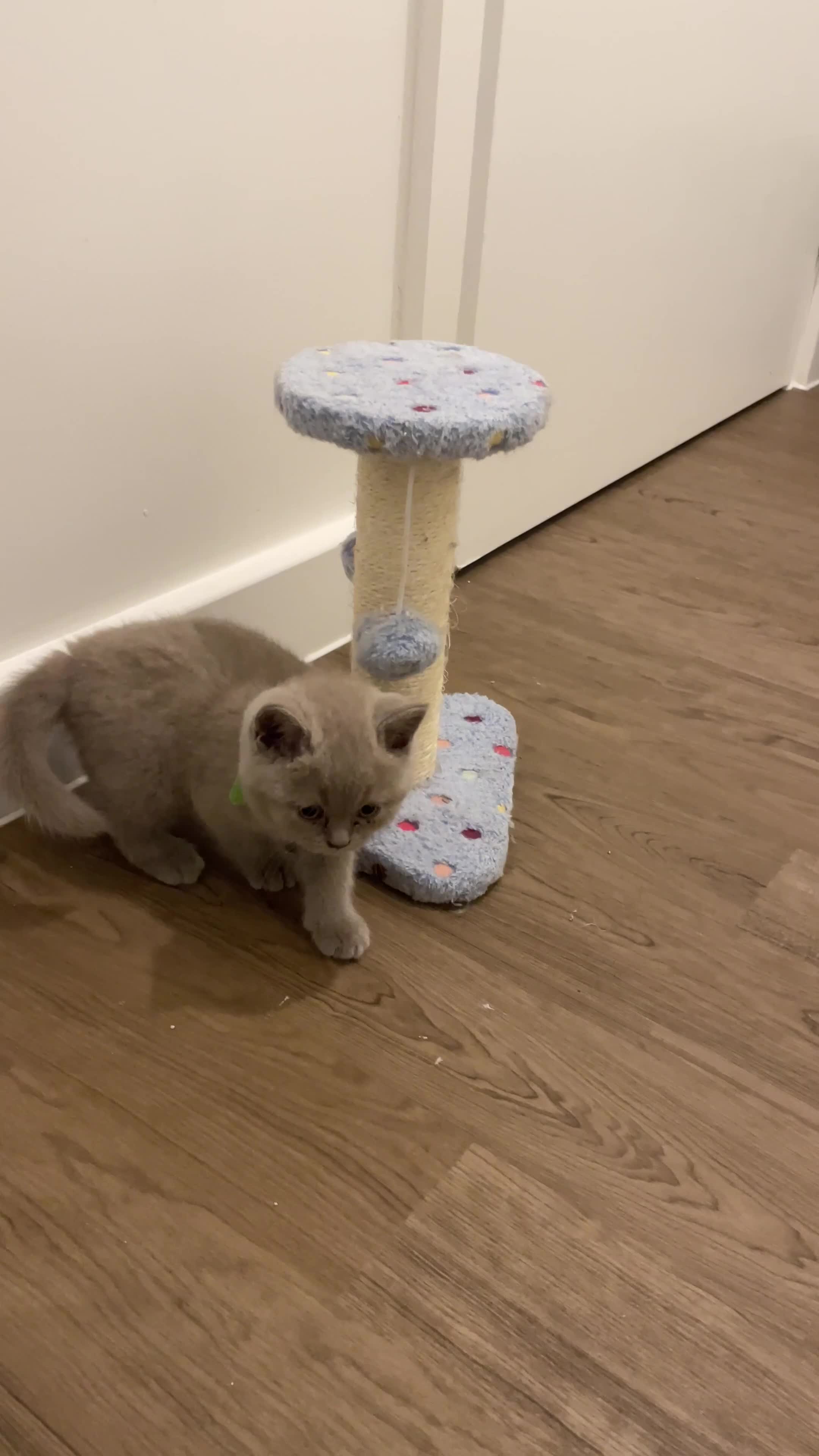 British Shorthair cats for sale: Pedigree British shorthair kittens  - Video 2