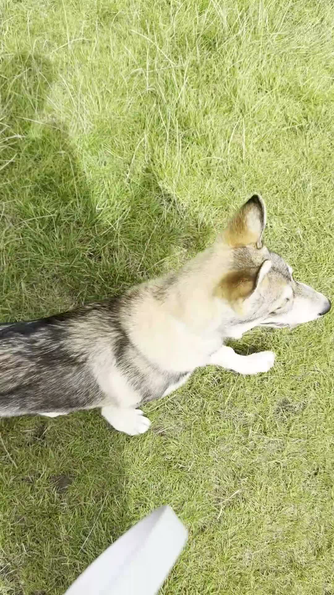 Shepsky dogs for sale: Rehoming a Little Lady - Video 4