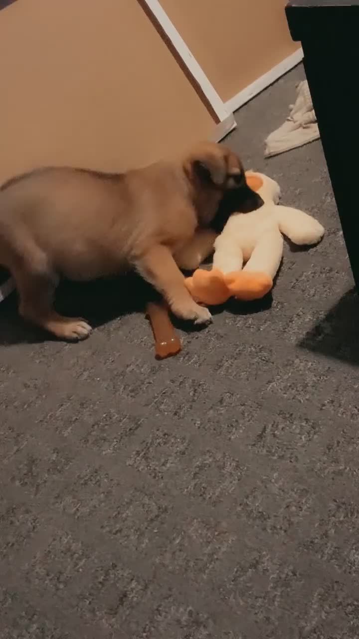 Mixed Breed dogs for sale: 2 beautiful babies left - Video 3