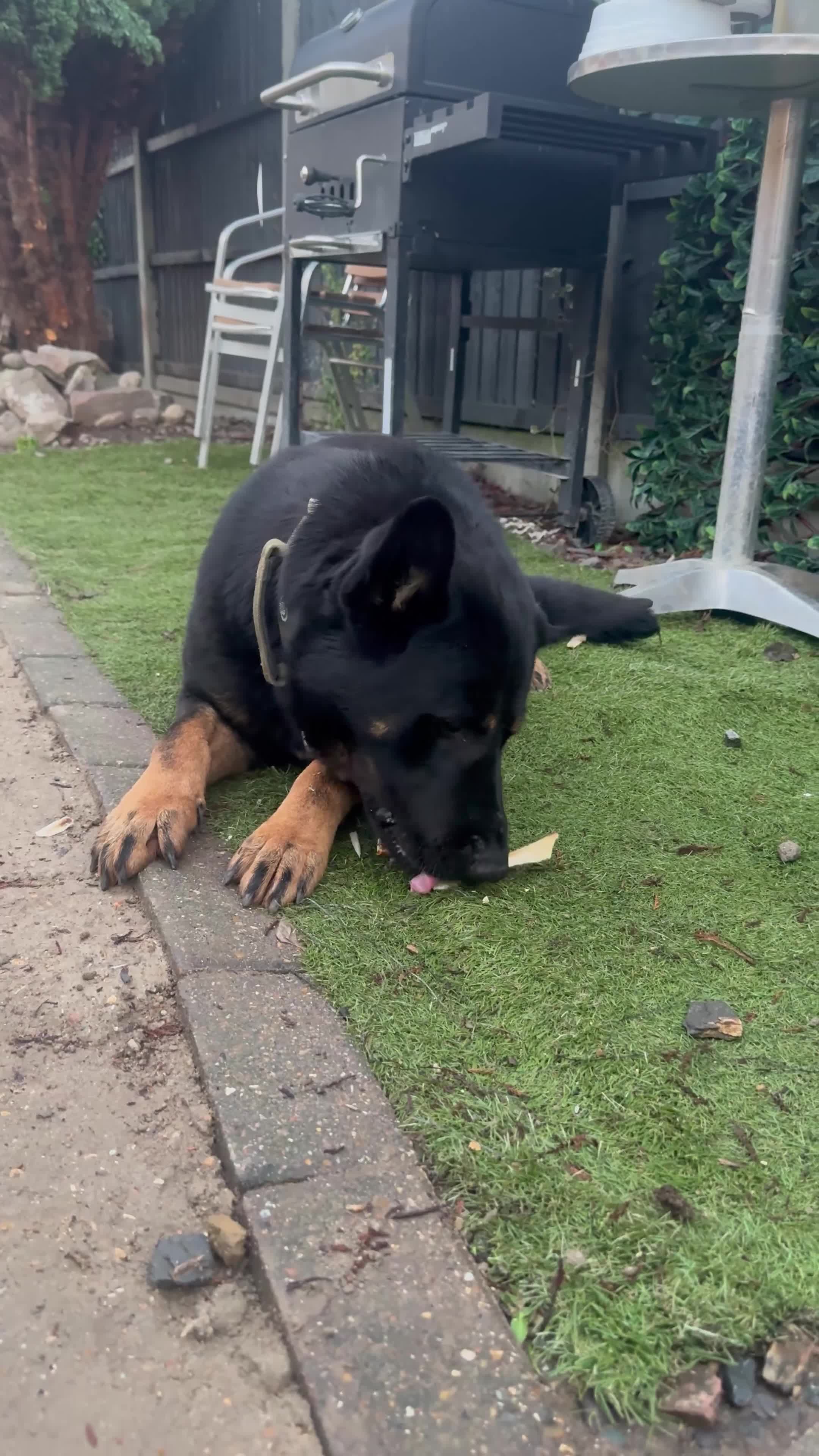 German Shepherd dogs for stud: Black & tan German Shepard for stud duties  - Video 1
