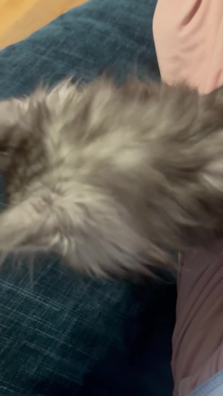 Maine Coon cats for sale: Pedigree registered Maine Coon - Video 2