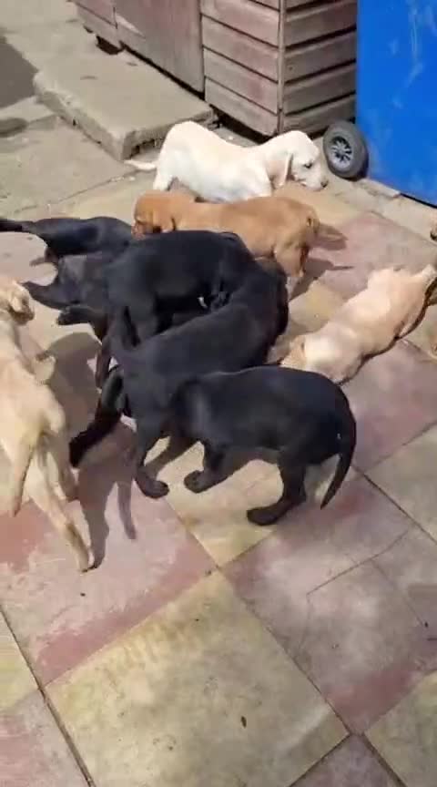 Labrador Retriever dogs for sale: labrador puppys in Lowestoft - Video 1