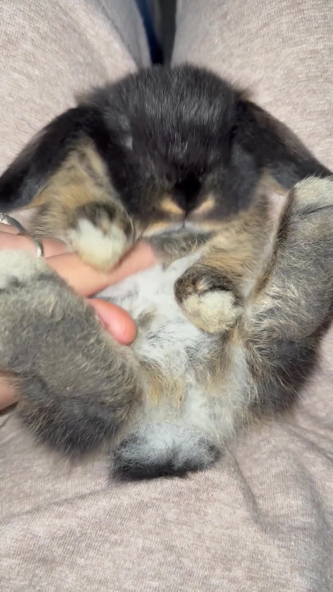 Mini Lop rabbits for sale: Gorgeous Mini Lops x1 available now  - Video 2