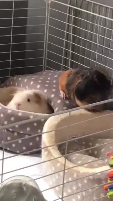 Guinea Pig rodents for sale: 3 Male Guinea Pigs - Video 1