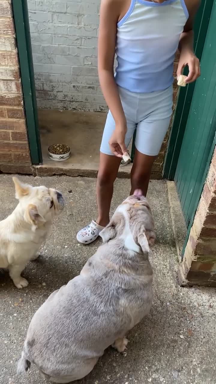 English Bulldog dogs for sale: English bulldog for sale  - Video 2
