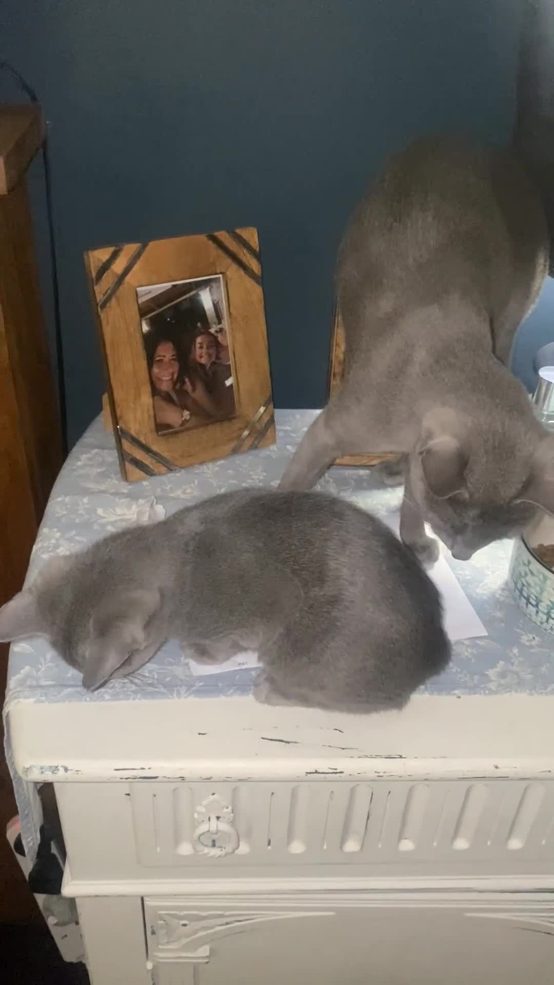 Russian Blue cats for sale: 5 Pure Pedigree Russian Blue Kittens *LAST MALE* - Video 5