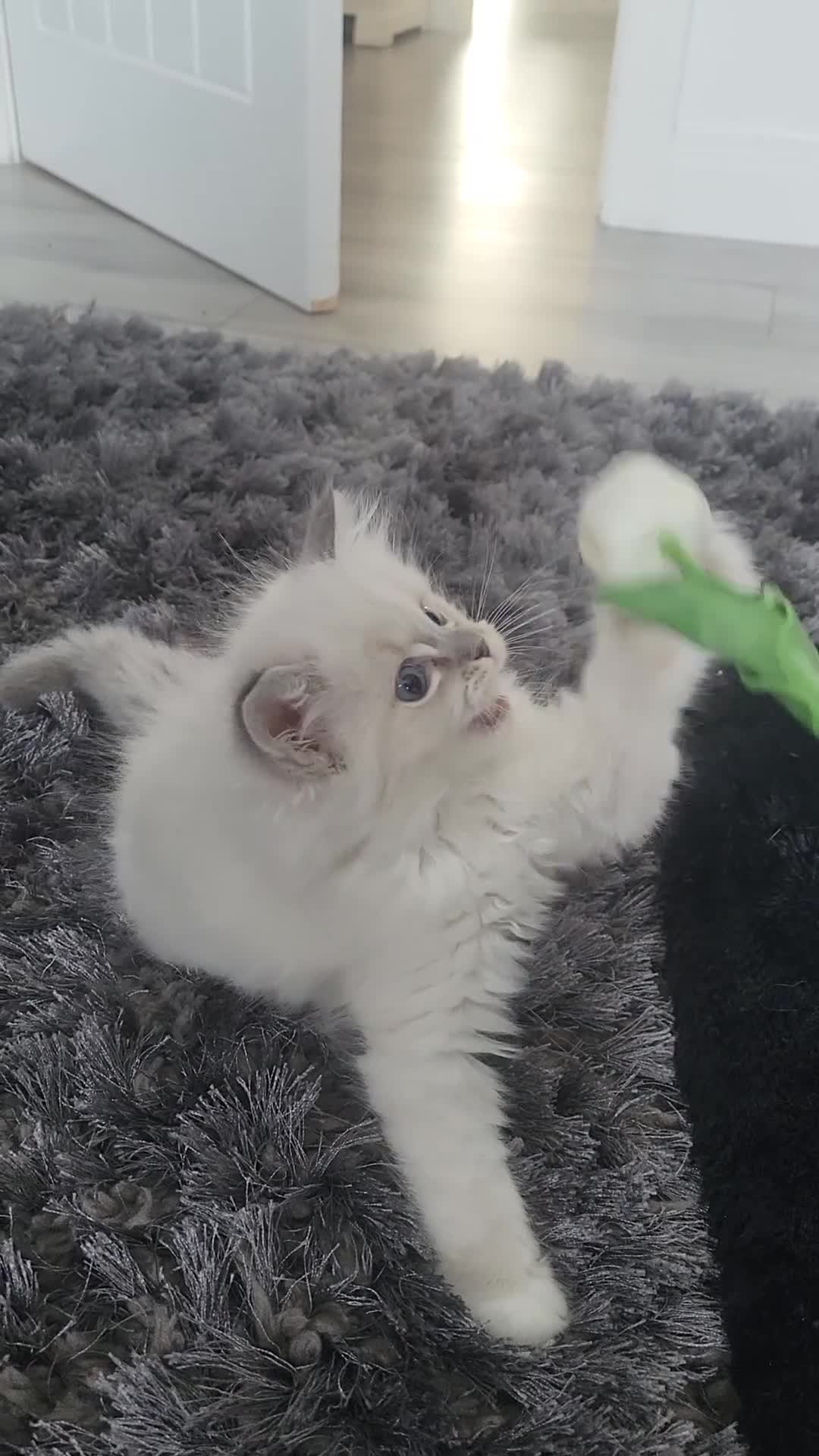 Ragdoll cats for sale: HCM/PKD clear ragdoll kittens  - Video 4