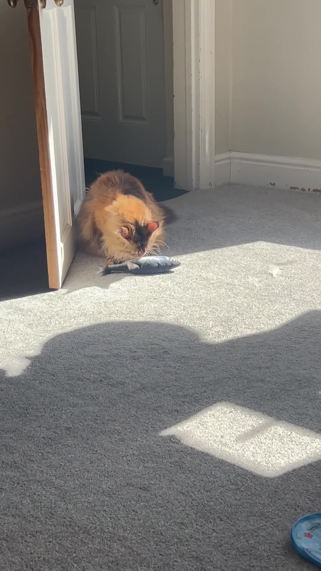 Maine Coon cats for sale: Lady Roza looking for a loving home - Video 1