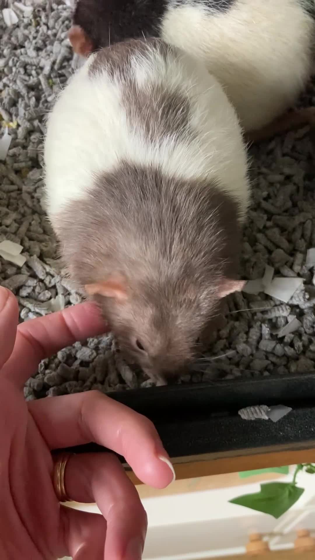 Rat rodents for sale: 4rats & full cage set up  in Plymouth - Video 2