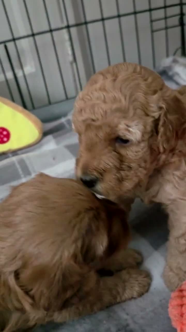 Cavapoochon dogs for sale: Beautiful F1B Toy Cavapoochon Puppies - Video 4