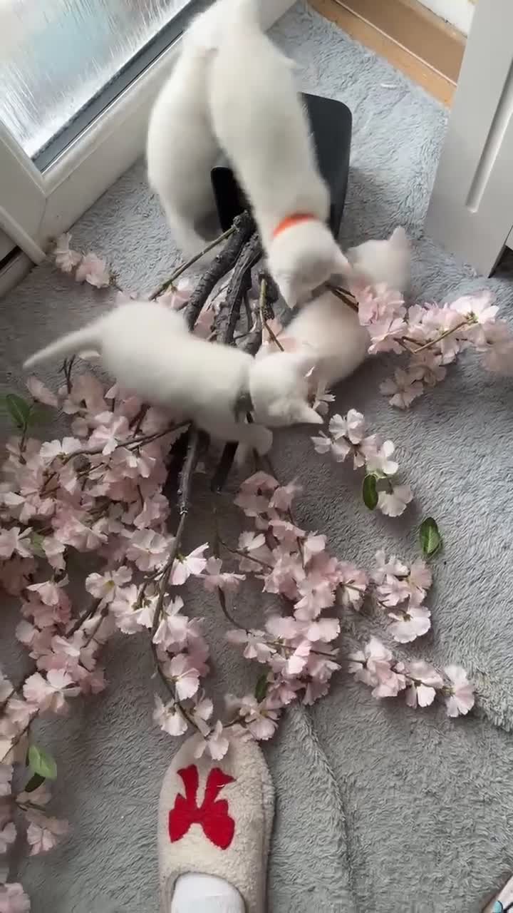 Ragdoll cats for sale: Female Ragdoll Kitten - Video 4