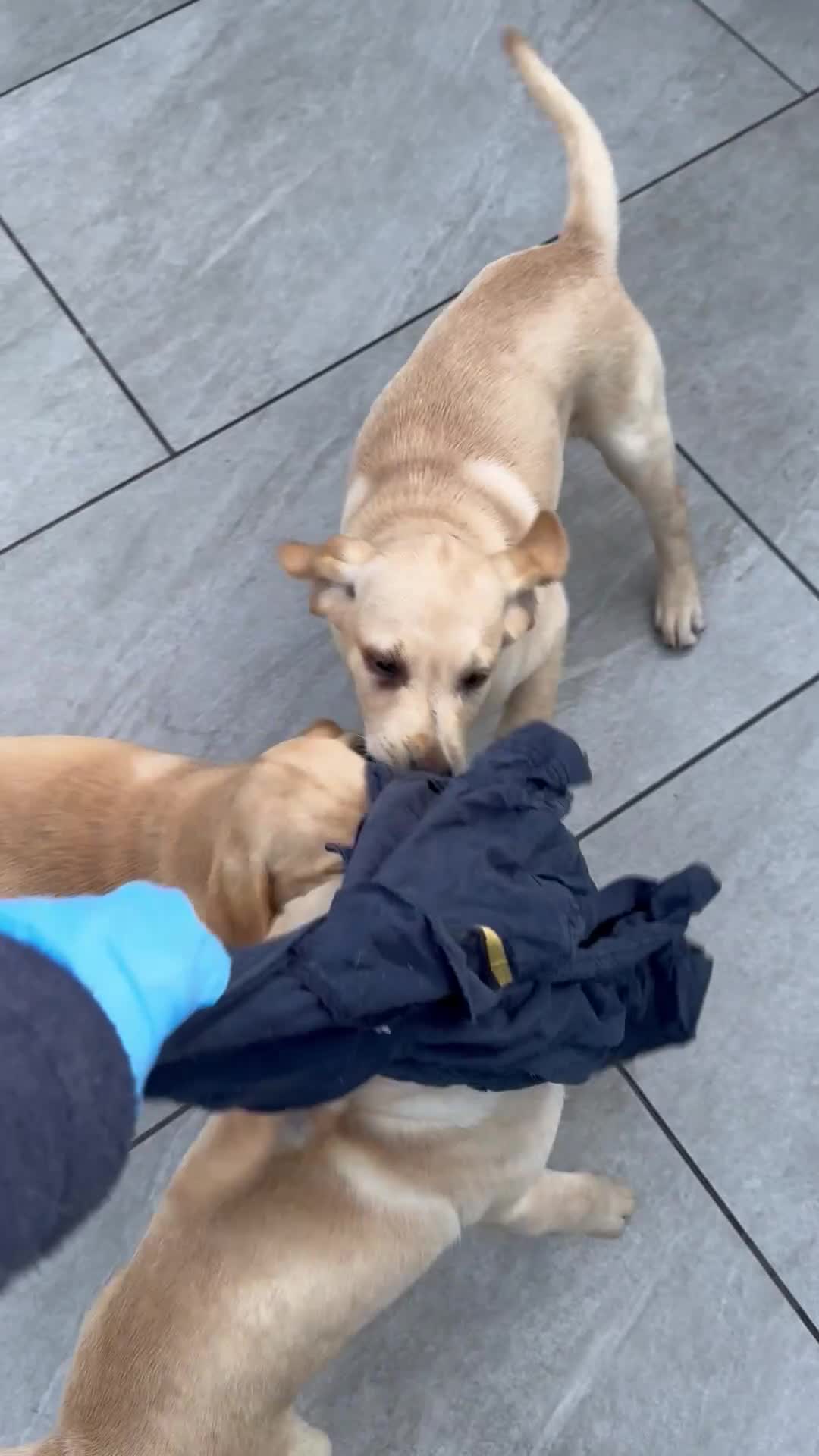 Labrador Retriever dogs for sale:  Unique Labrador ready for new home - Video 1
