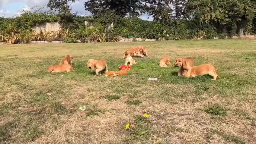 Cocker Spaniel dogs for sale: Adorable Show Cocker Spaniel puppies - Video 1