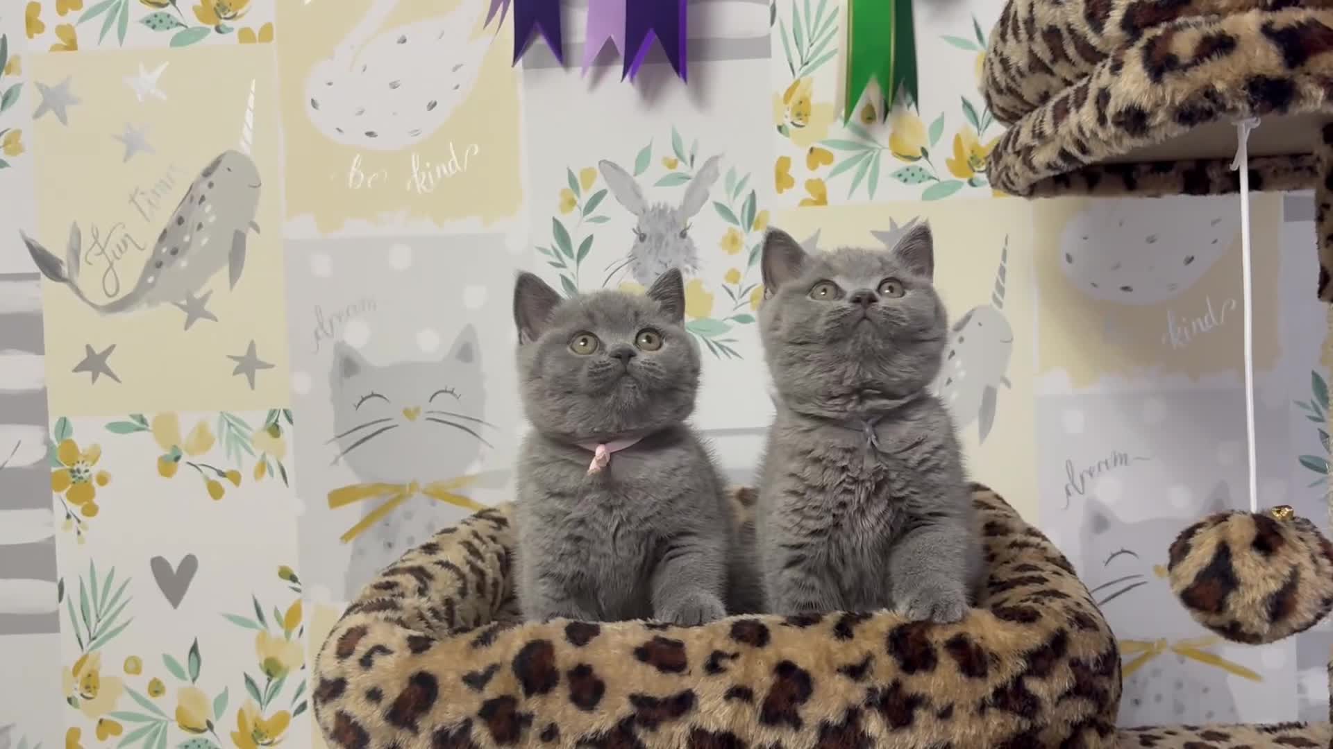 British Shorthair cats for sale: Ch sired GCCF Reg British shorthairs  - Video 2
