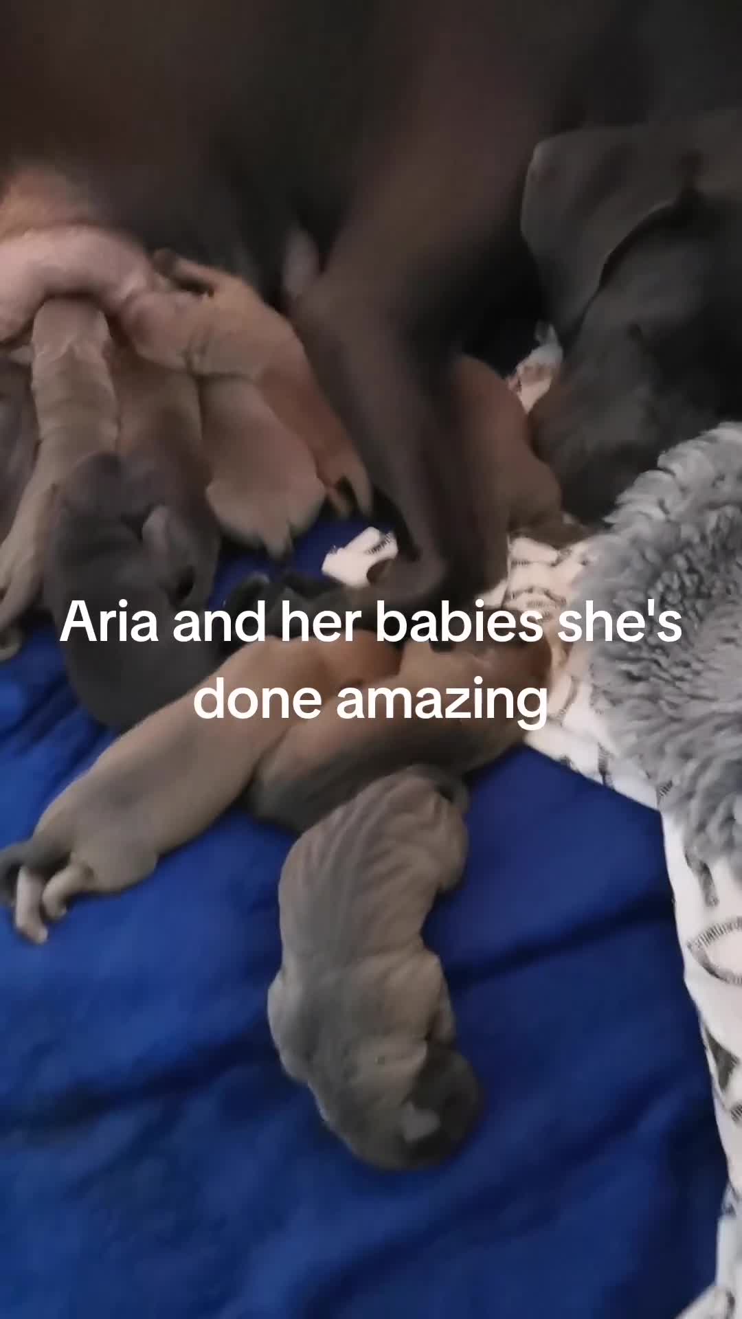 Cane Corso dogs for sale: Cane corso puppies - Video 1