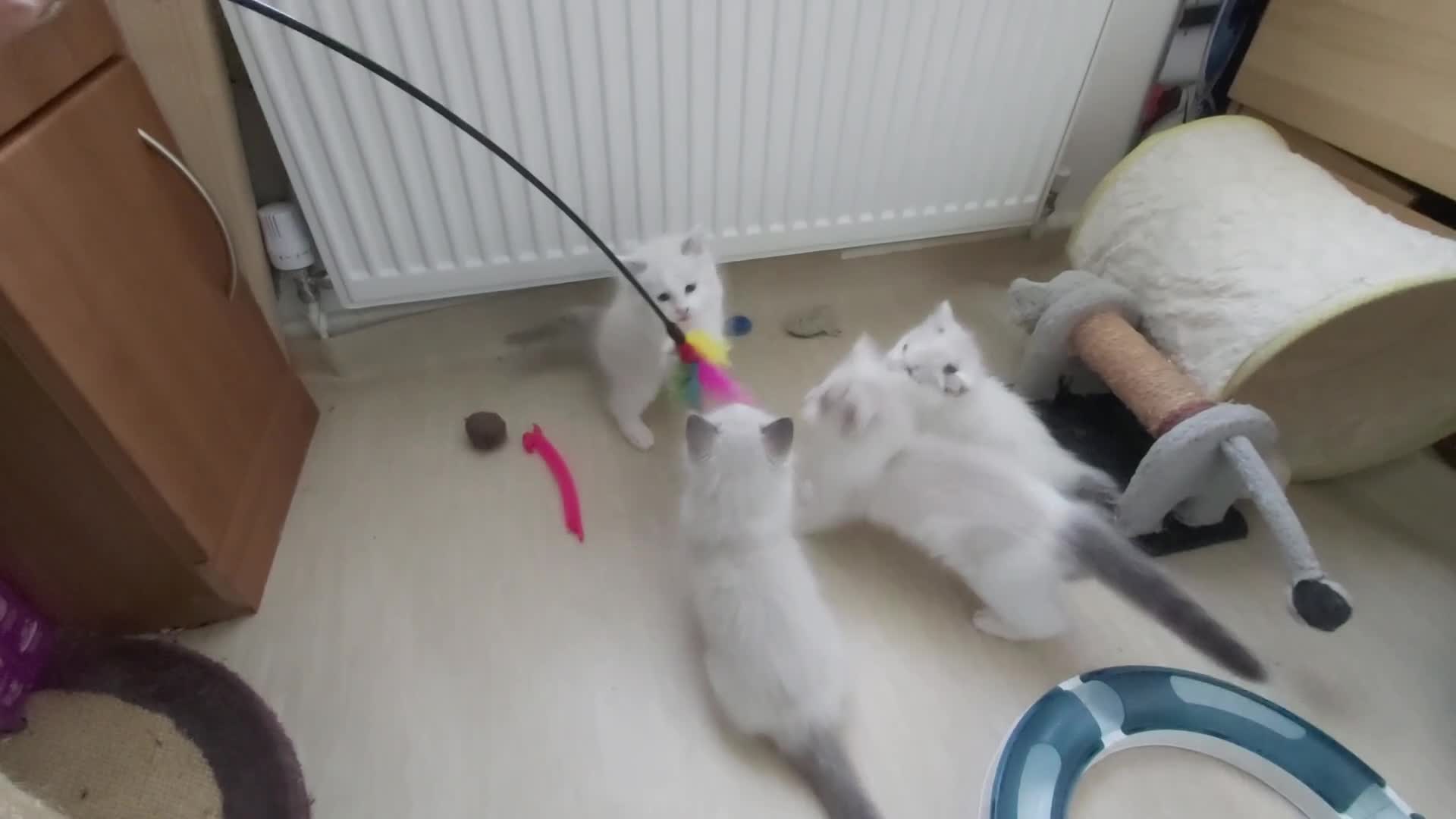 Ragdoll cats for sale: RAGDOLLS BOYS BLUE EYES VACCINATED MICROCHIPED  - Video 1