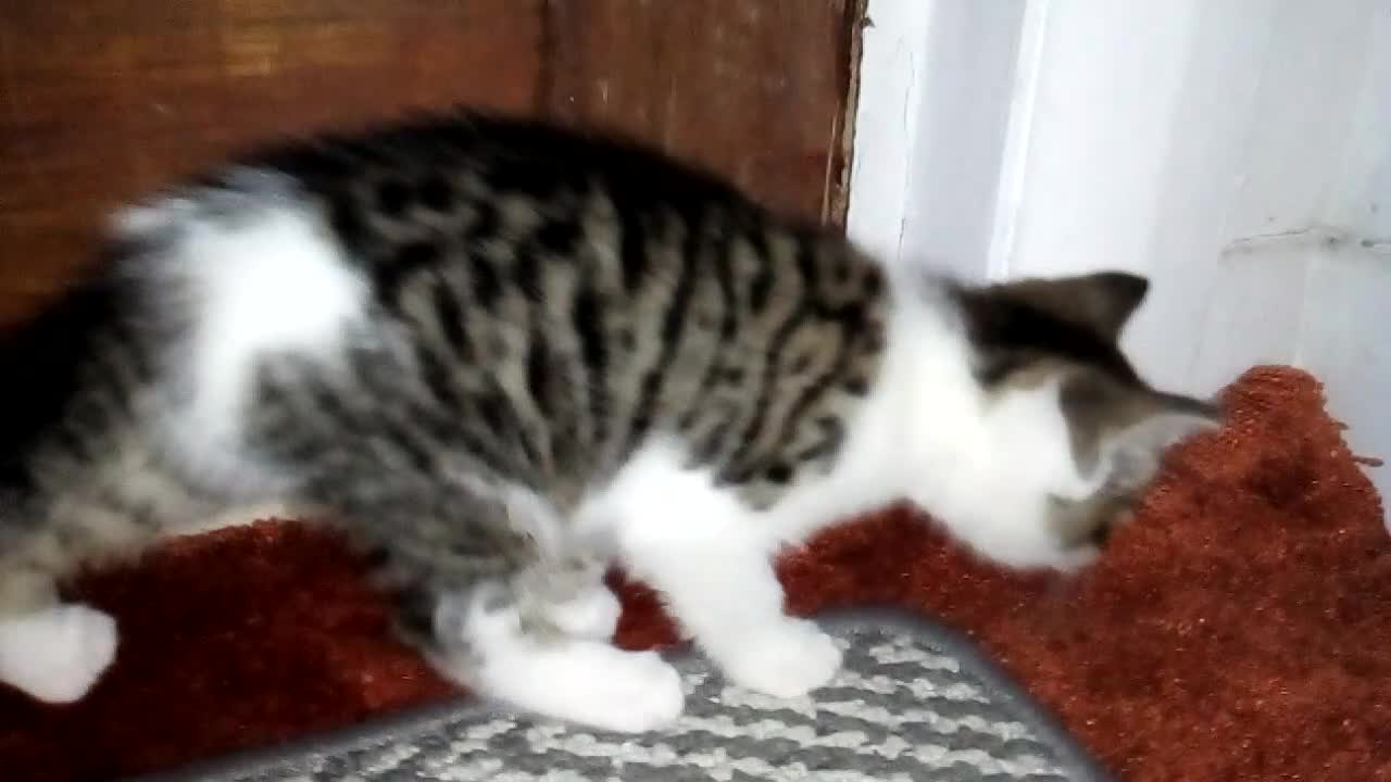 Mixed Breed cats for sale: Three 8 Weeks Old Female Kittens in Romford - Video 4