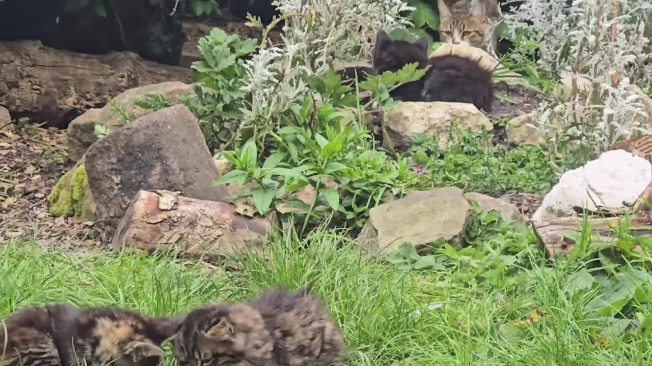 Mixed Breed cats for sale: Gorgeous kittens  - Video 2