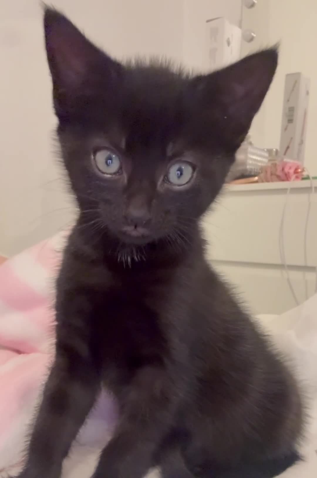 Mixed Breed cats for sale: girl kitten ready to go  - Video 1