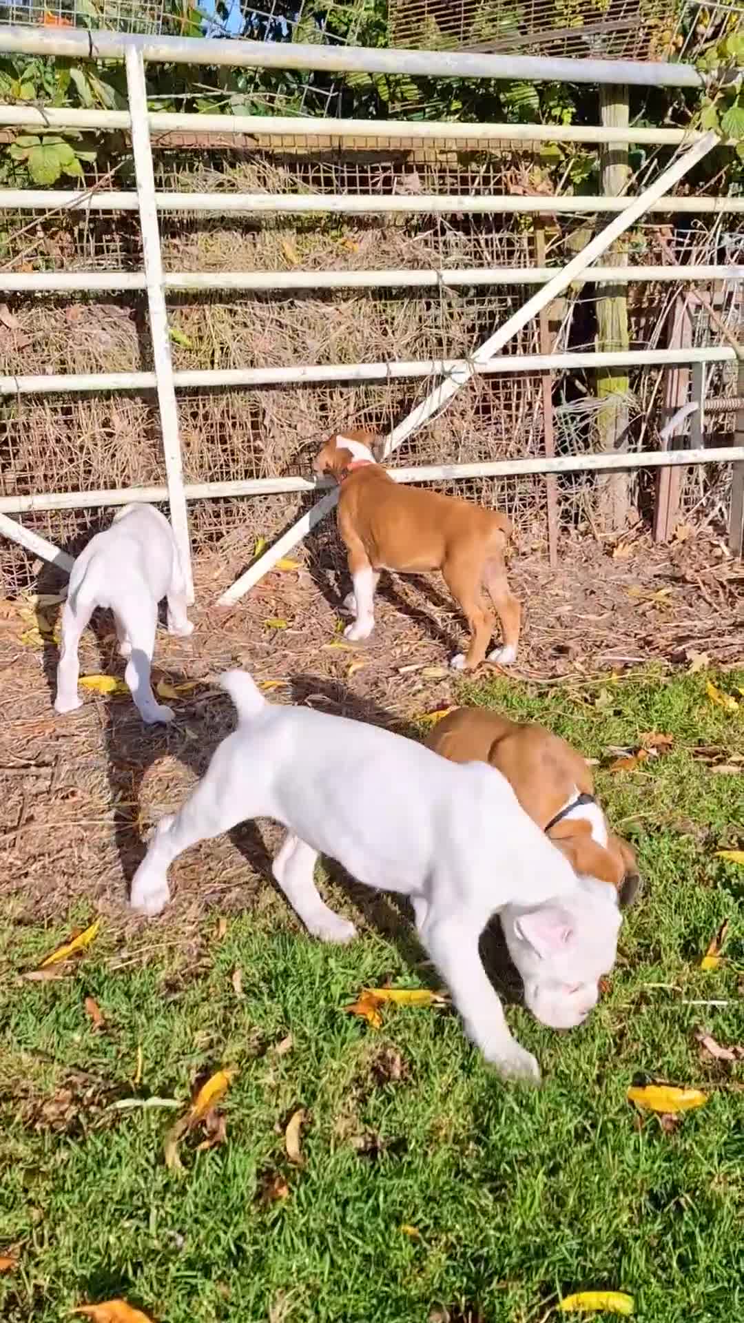 Boxer dogs for sale: Boxer puppies kennel club reg 5 star licence  - Video 2