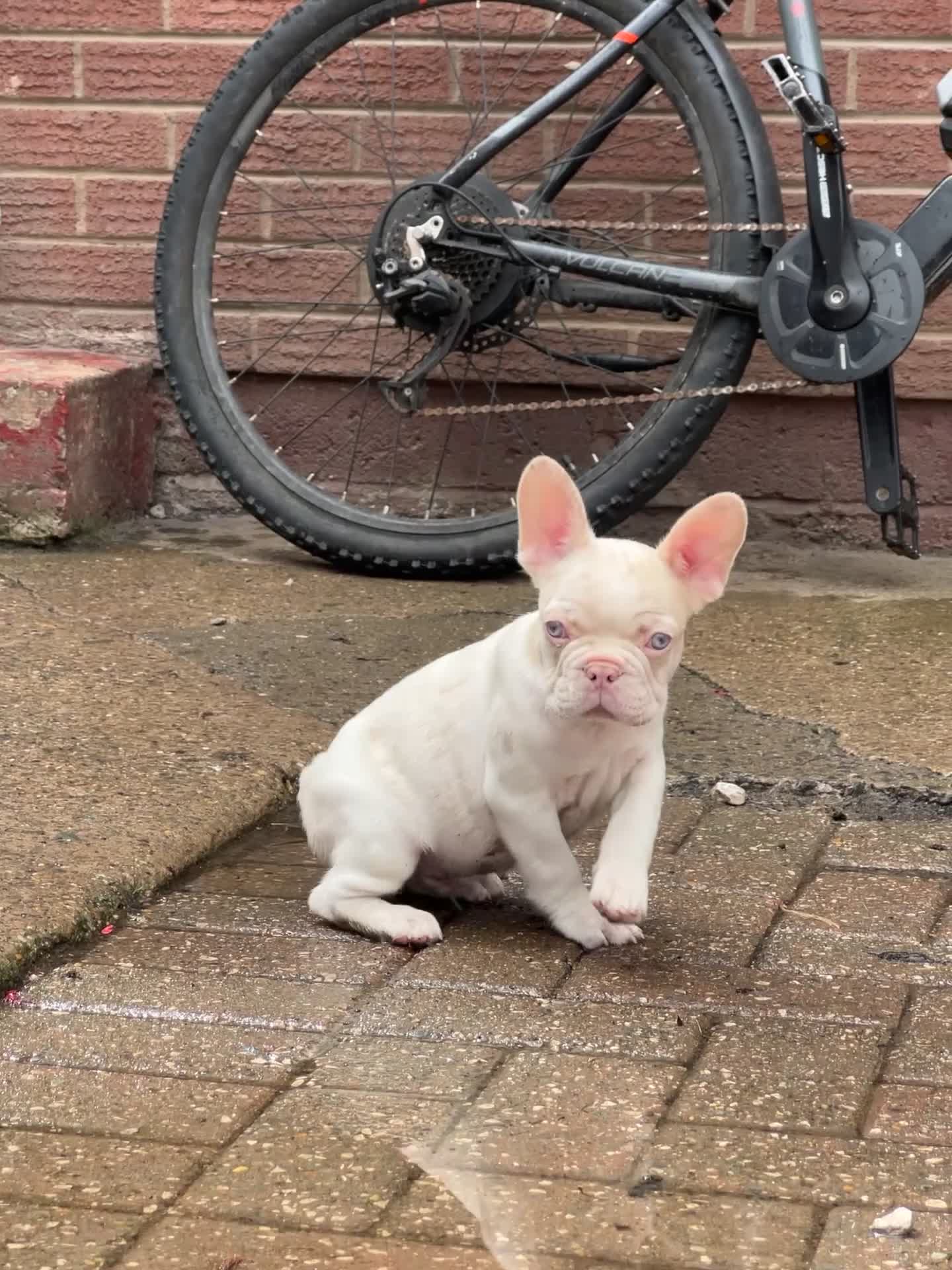 French Bulldog dogs for sale: Unique French bulldogs pups  - Video 1