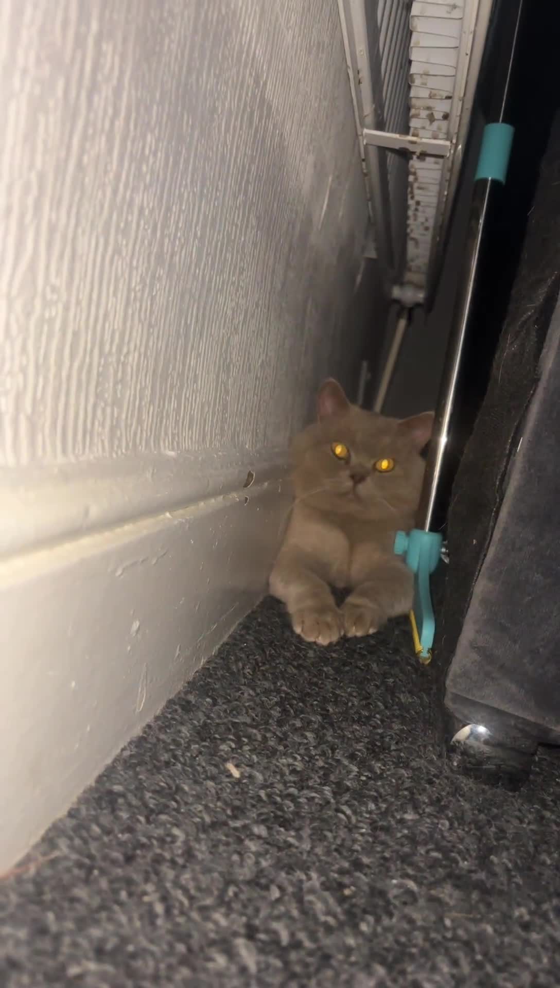 British Shorthair cats for stud: Lilac bsh stud duties - Video 1