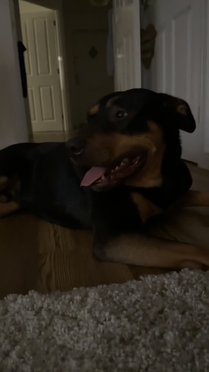 Mixed Breed dogs for sale: Rottweiler cross German Shepherd  - Video 2