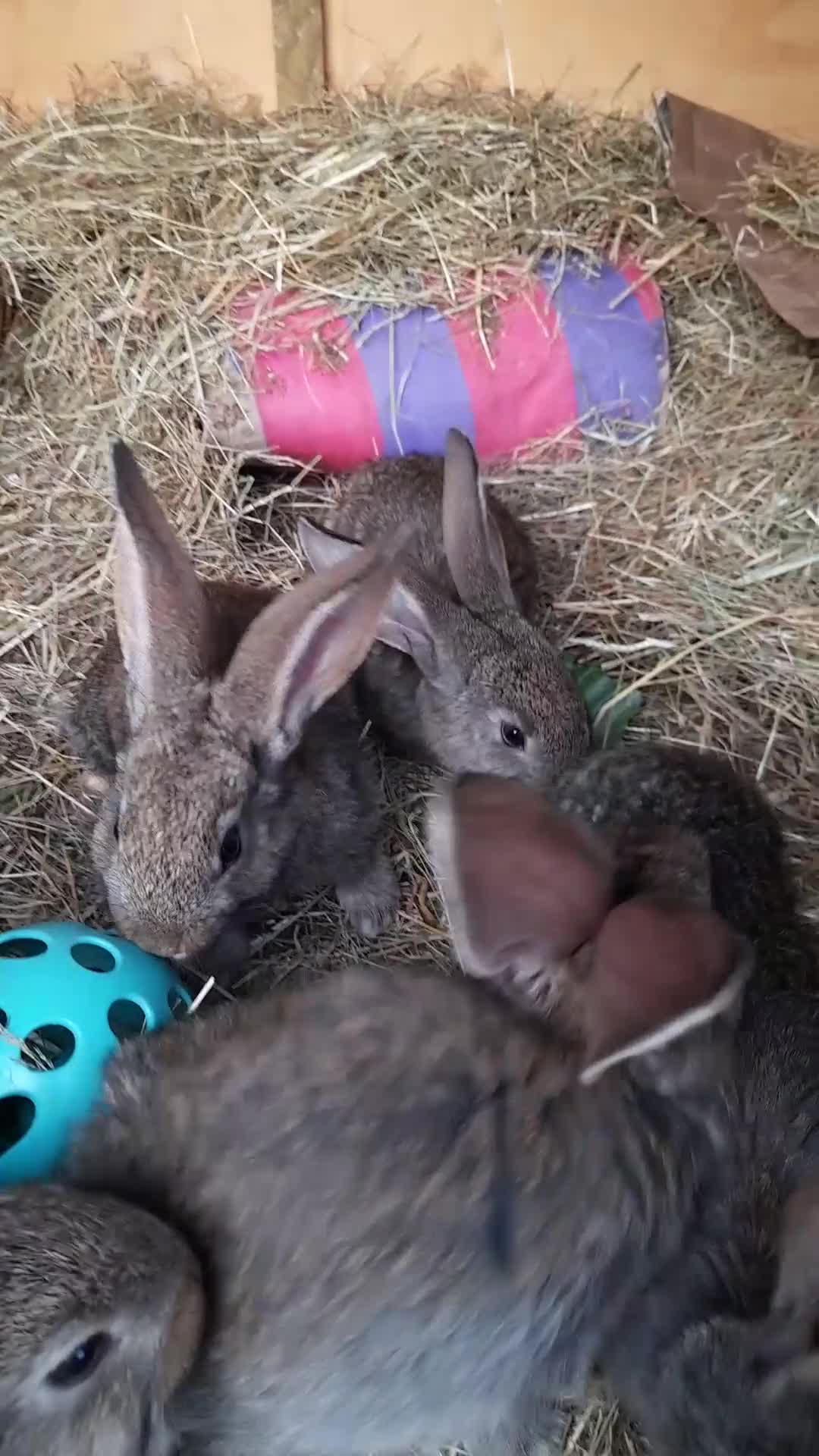 Continental Giant rabbits for sale: Beautiful Giant Continental Babies - Video 2