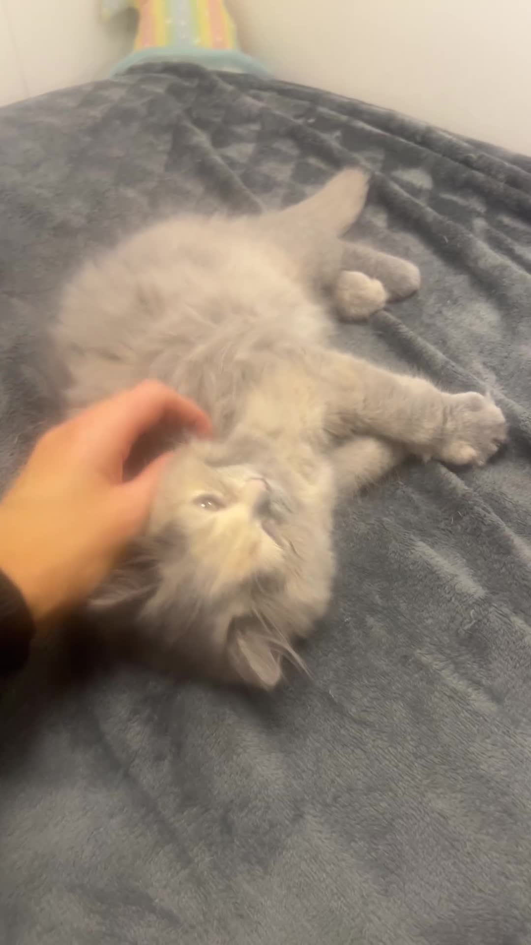 British Longhair cats for sale: Tortie British Short hair  - Video 2