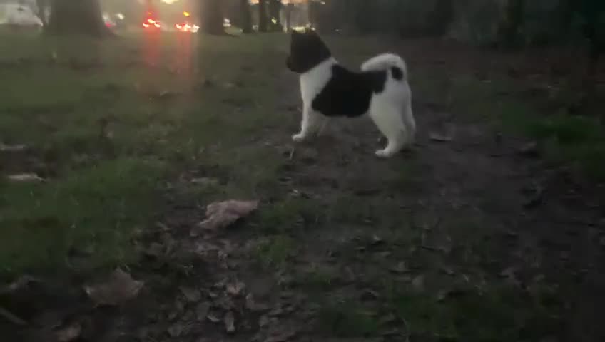 Akita dogs for sale: CHAMPION SHOW potential KC REG AKITA PUPPIES   - Video 1