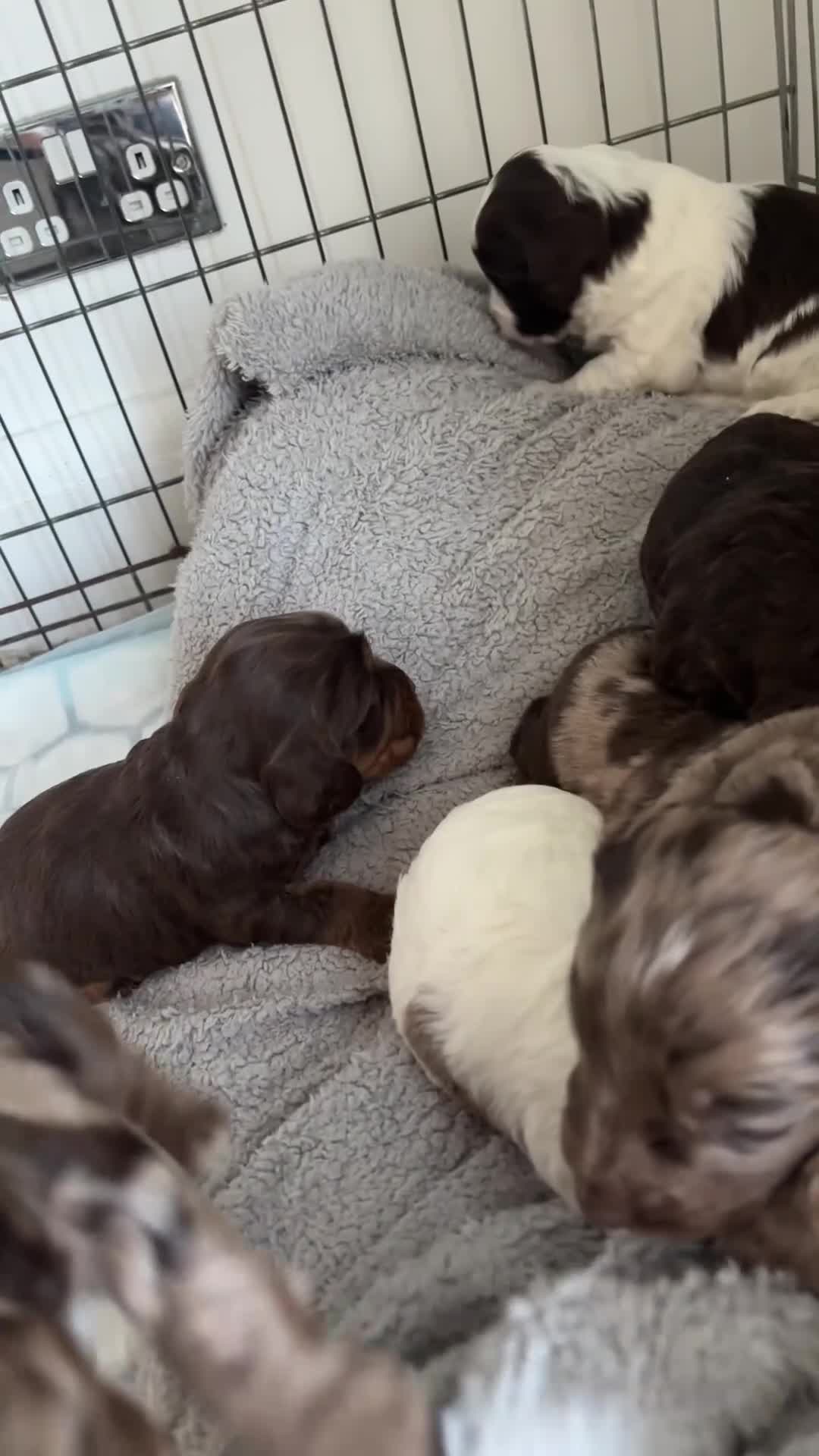 Cockapoo dogs for sale: Spaniel x cocker poo puppies  in Grays - Video 3