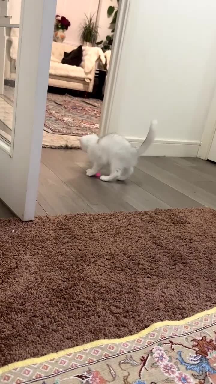 British Shorthair cats for sale: Female  - Video 1