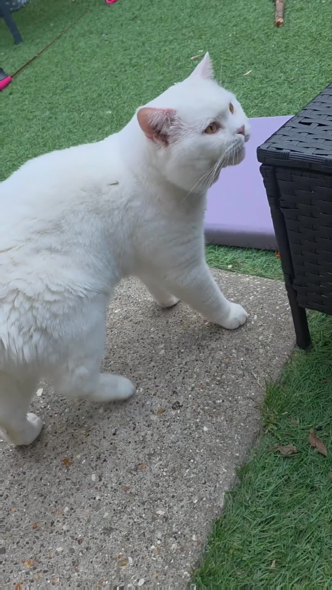 British Shorthair cats for stud:  PROVEN White British Shorthair Stud Service 🤍 - Video 2