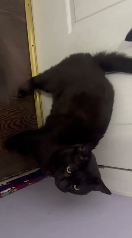 Domestic Shorthair cats for adoption: Rescue male cat needs pet free home of his own - Video 1
