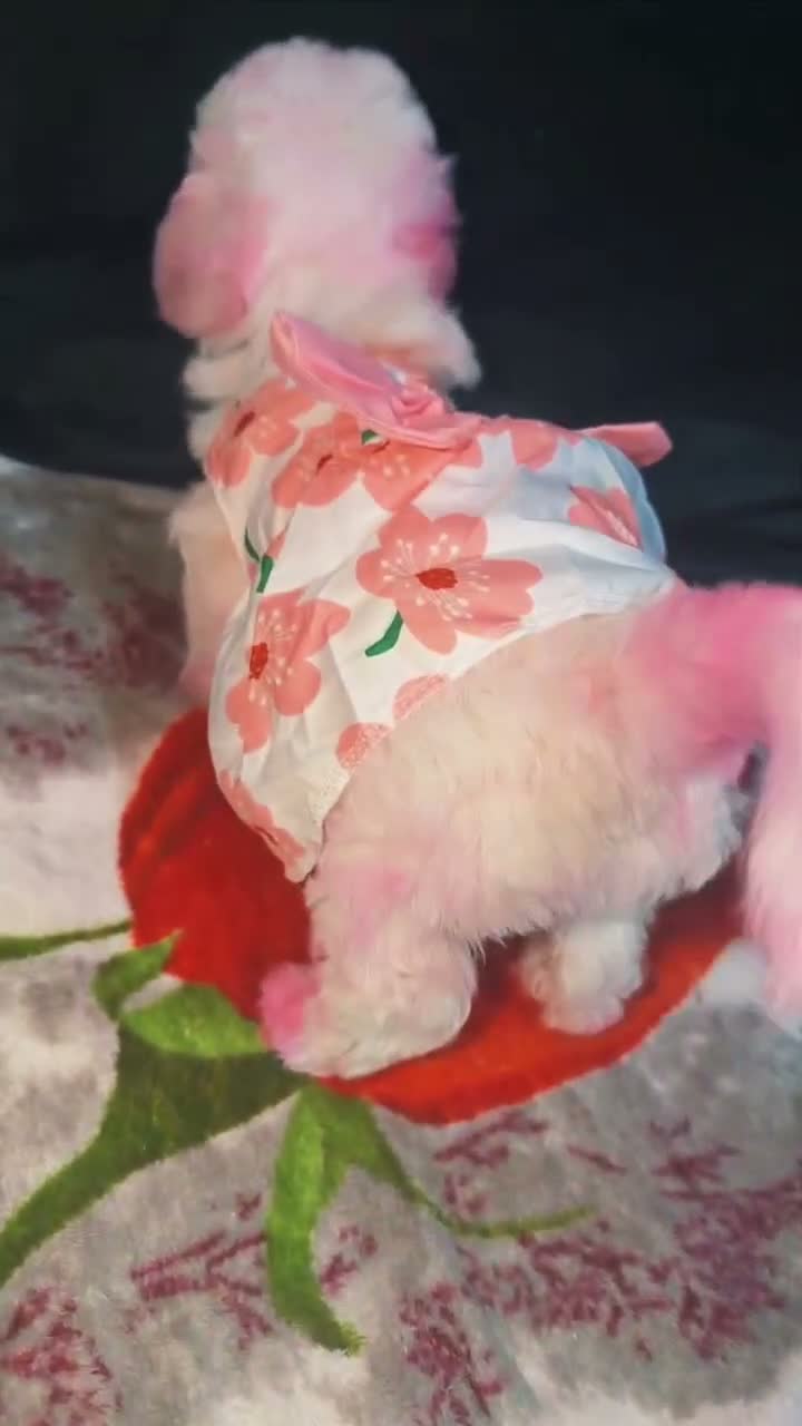 Bichon Frise dogs for sale: 4 Bichon Frisé puppies looking for their new home - Video 1