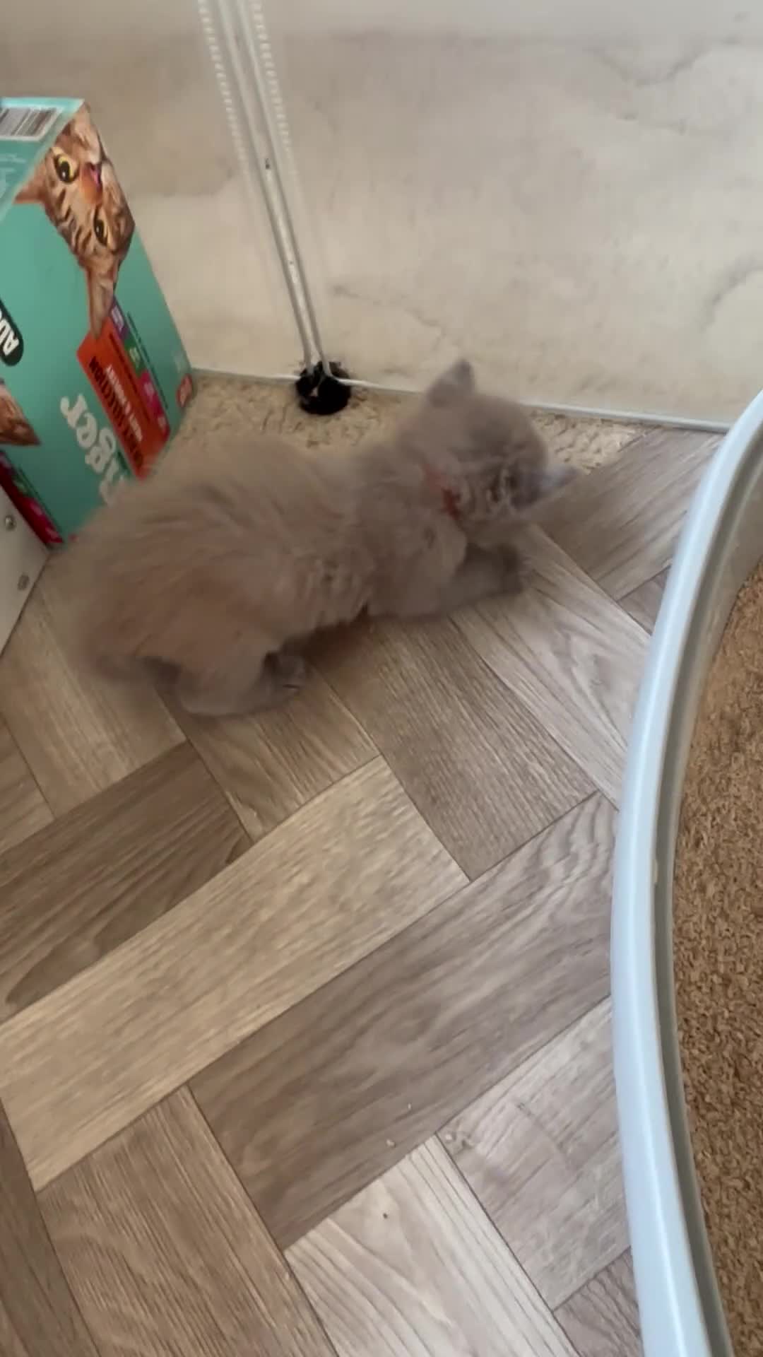 Ragdoll cats for sale: RARE RAGDOLL KITTENS - Video 2