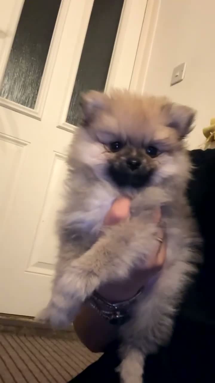 Pomeranian dogs for sale: Beautiful little girl - Video 1