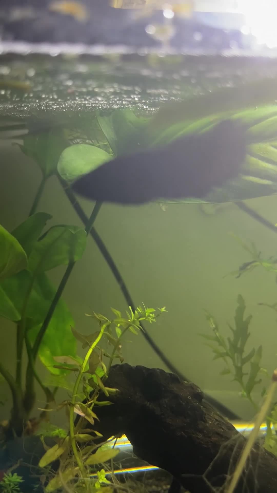 Bettas fish for sale: Female Betta fish looking for a new home  - Video 1