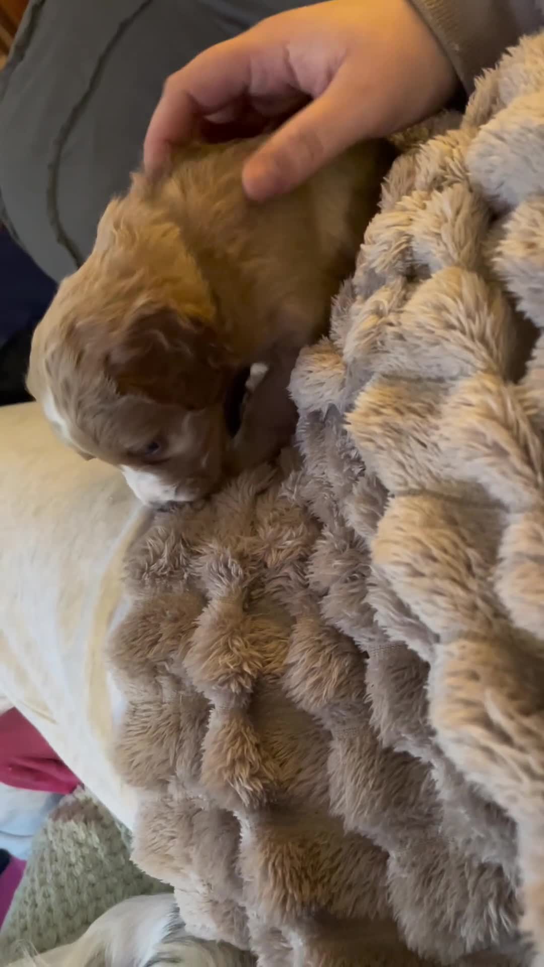 Cockapoo dogs for sale: Cocker spaniel x F1B cockapoo - Video 1